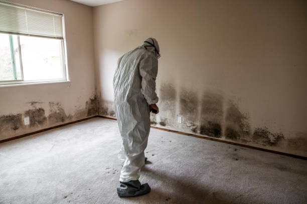 Best Residential Mold Remediation in Barboursville, WV